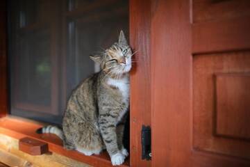 Фото номера Шале 2 Дома для отпуска Leśny Zakątek г. Гжибовце 8